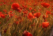 راه آسمان به روی بچه های ما باز شد