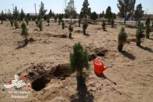 برگزاری آیین روز درختکاری در مجتمع فولاد کویر+ تصویر