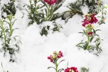 شادی یک روز برفی