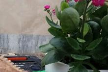 پویش جشن محله مون به عشق مهدی (عج) (3)