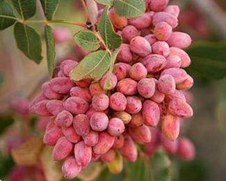 آران و بیدگل قطب بالقوه تولید پسته و زعفران