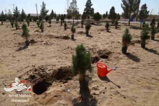 برگزاری آیین روز درختکاری در مجتمع فولاد کویر