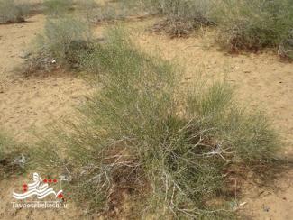 کاشت ۱۵۰۰ نهال اسکنبیل در کویر آران و بیدگل